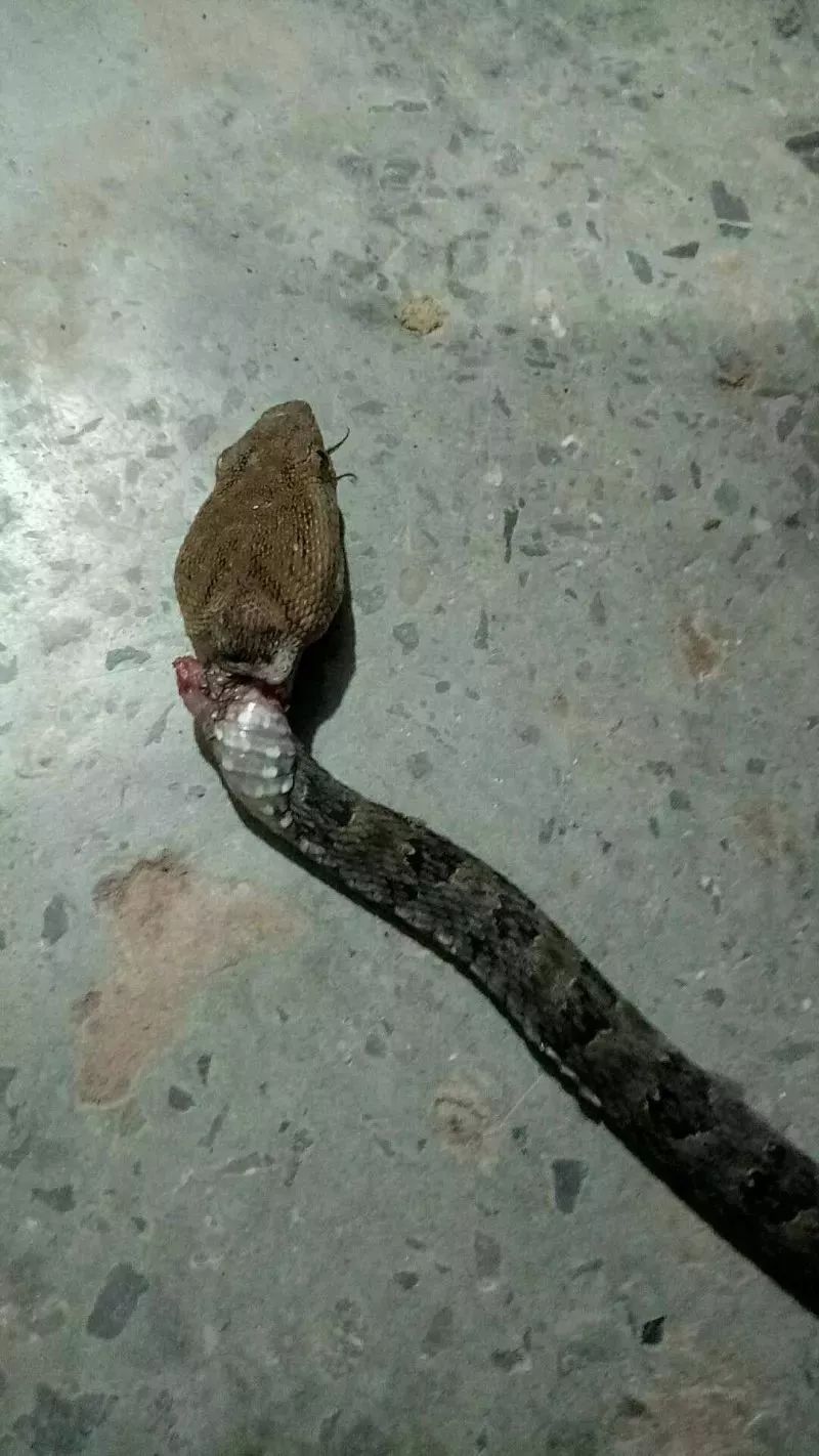 友向小编求助 问小编知道这种蛇是什么蛇吗 会不会有人被这条蛇咬到了