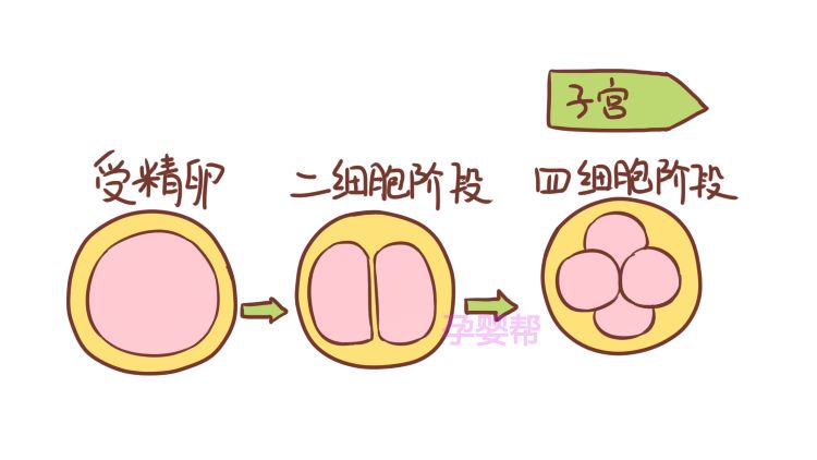 受精卵着床需要几天 着床成功会有这种感觉 子宫