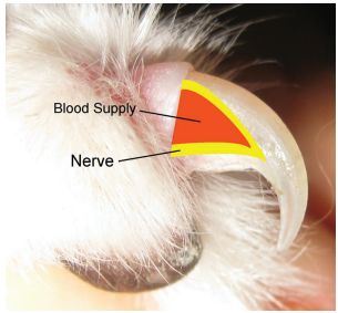 犬猫爪甲是有血液供给和神经末梢的附属体.