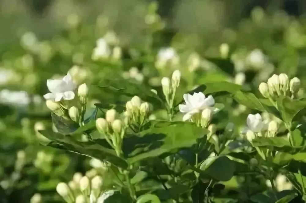 犍为茉莉花 总是让人赞不绝口