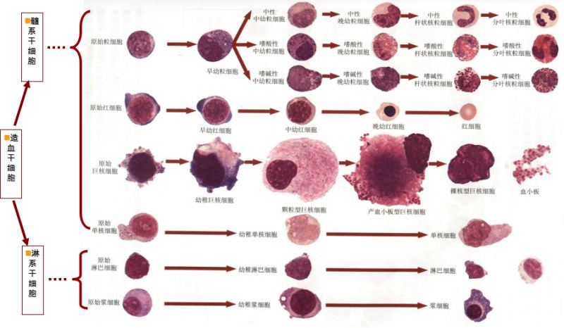 【形态学学习】第0期 预告&红系_血细胞