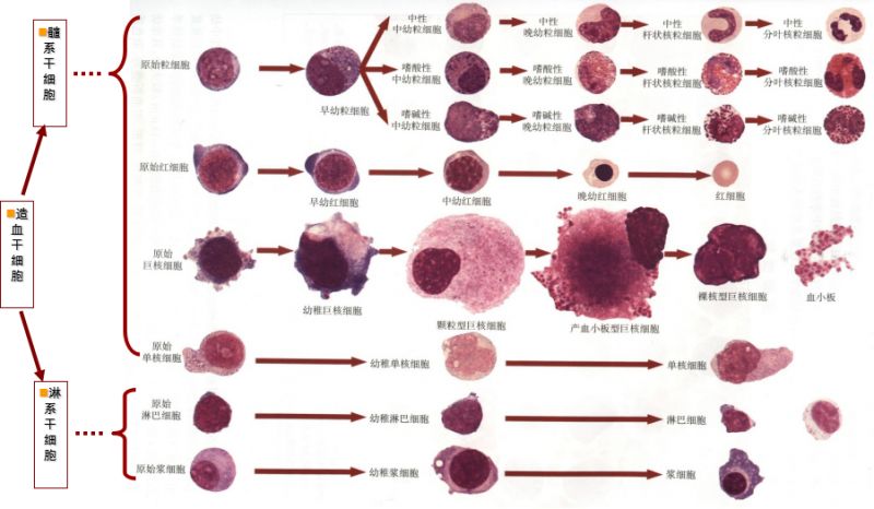 从血细胞的分化历程,形态演变的规律入手.啰嗦的小编要甩图了!