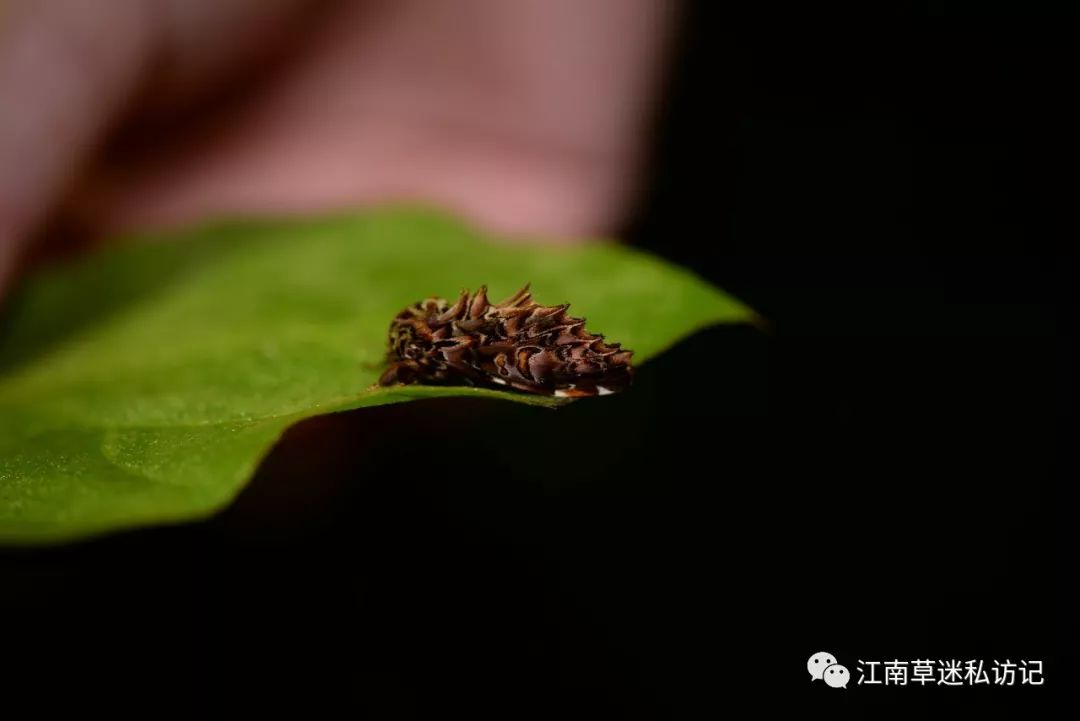 怪舟蛾梭舟蛾榆掌舟蛾舟蛾科枯叶蛾是比较有意思的蛾类之一,中型至