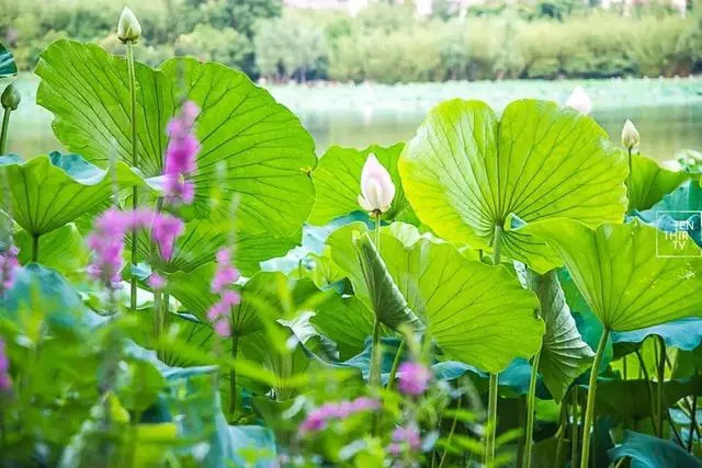 武汉25个最适合一日游的免费景点，够你任性玩一年！(图36)