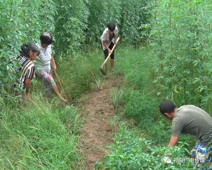 致富种植养殖_致富种植什么比较赚大钱_种植致富经