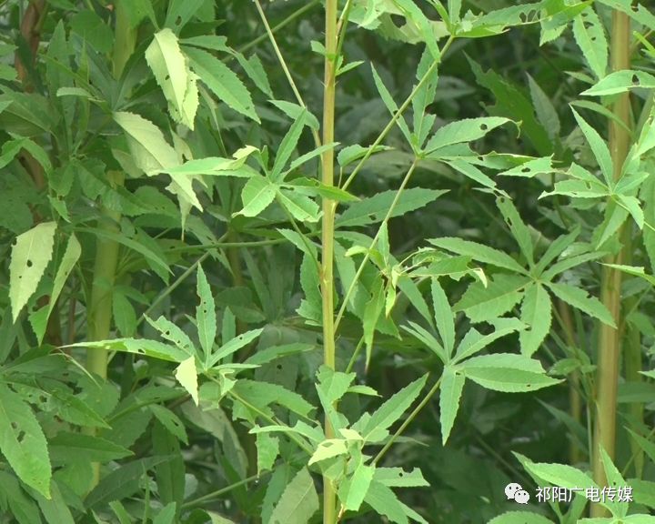 种植致富经_致富种植什么比较赚大钱_致富种植养殖