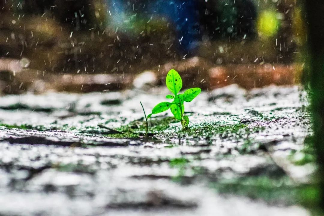 十首听雨诗词:雨声淅沥,你在思念谁?