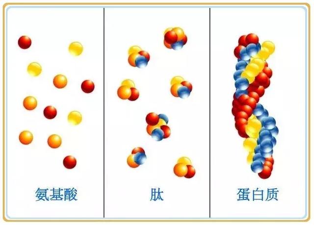 若干个氨基酸分子组成一个肽,多个肽组成一个蛋白质分子.