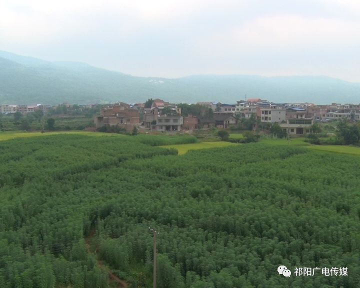 致富种植养殖_种植致富经_致富种植什么比较赚大钱