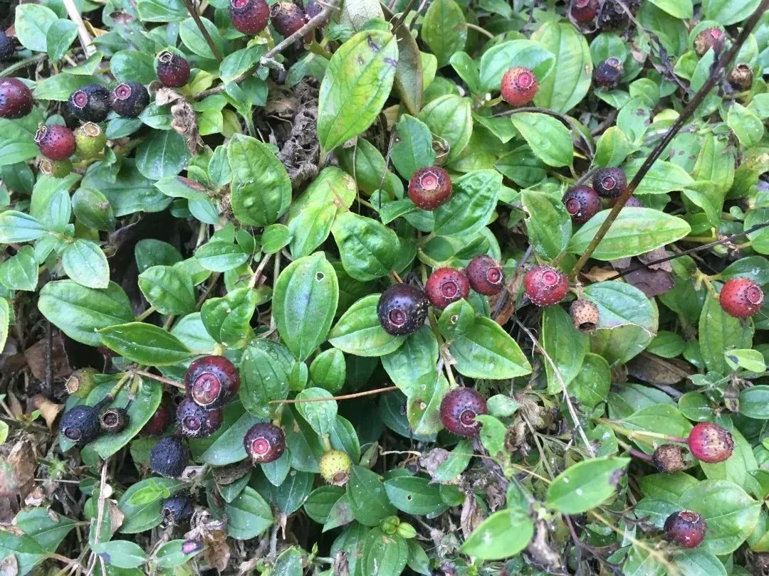 野牡丹科野牡丹属植物,别名铺地锦(岭南采药录),山地菍(生草药性备要