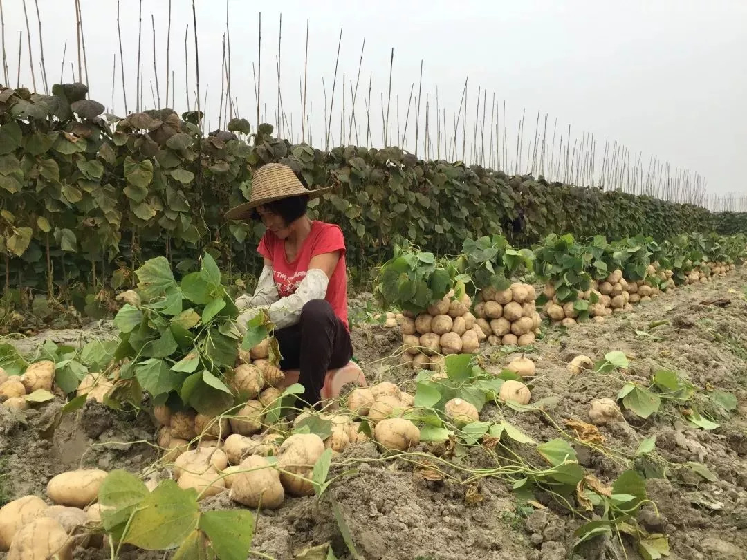 高产量我们村里种植水晶沙葛现在大家更加注重农产品质量安全一农户说