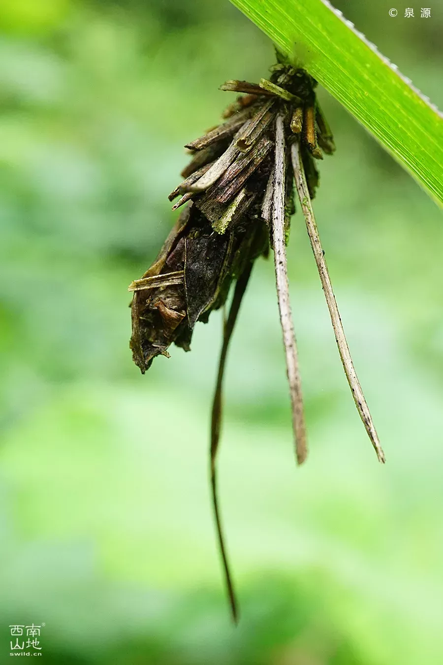 蓑蛾的茧.