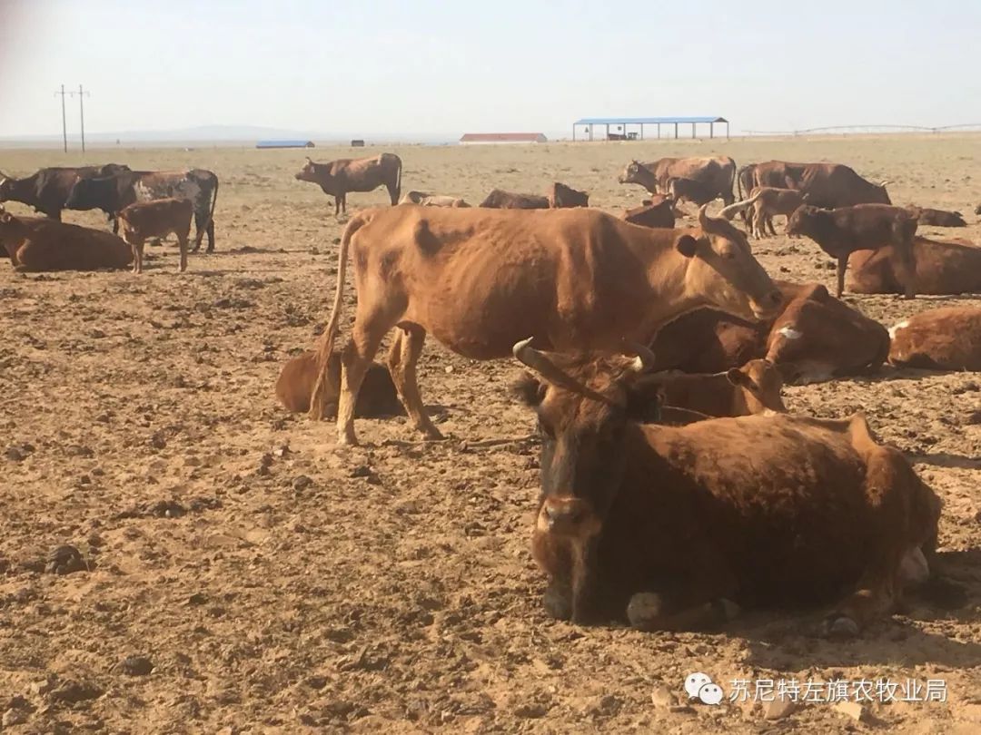 聚焦东苏苏尼特左旗强化地方良种资源保护切实抓好蒙古牛保护工作