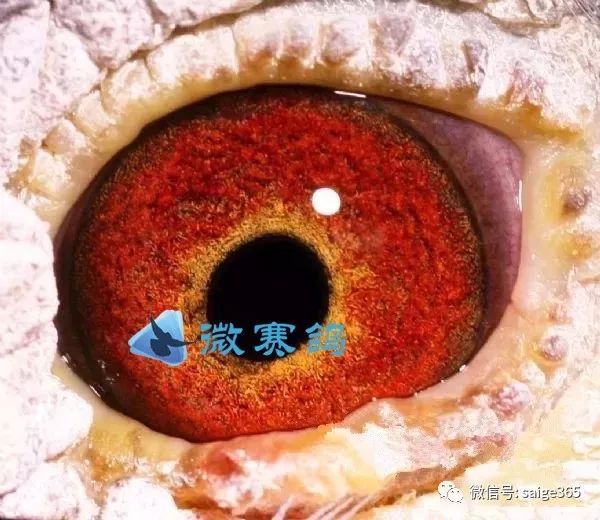 【图集】鸽眼分类及鉴别_信鸽