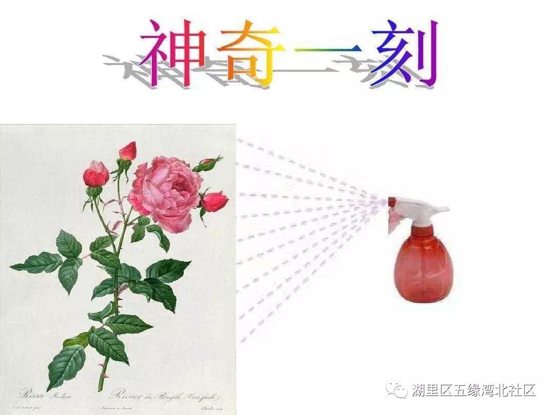 变色花科学原理是什么_变色花科学小实验