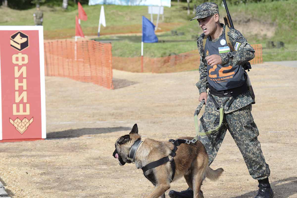 俄罗斯军犬大赛,有的狗长得眉清目秀的,没想到内心都是冷血战士