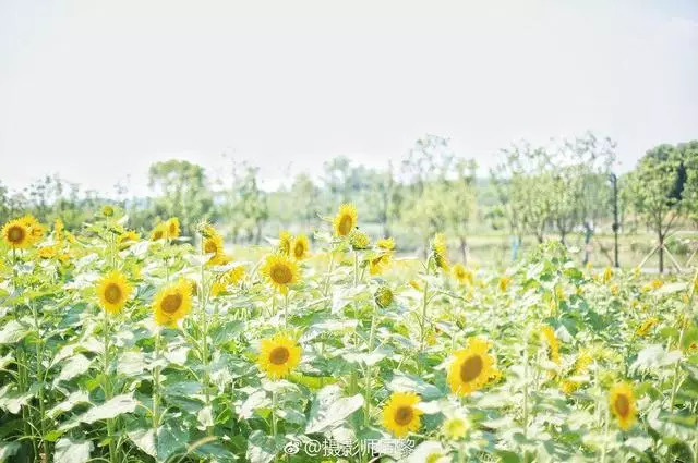 武汉25个最适合一日游的免费景点，够你任性玩一年！(图7)