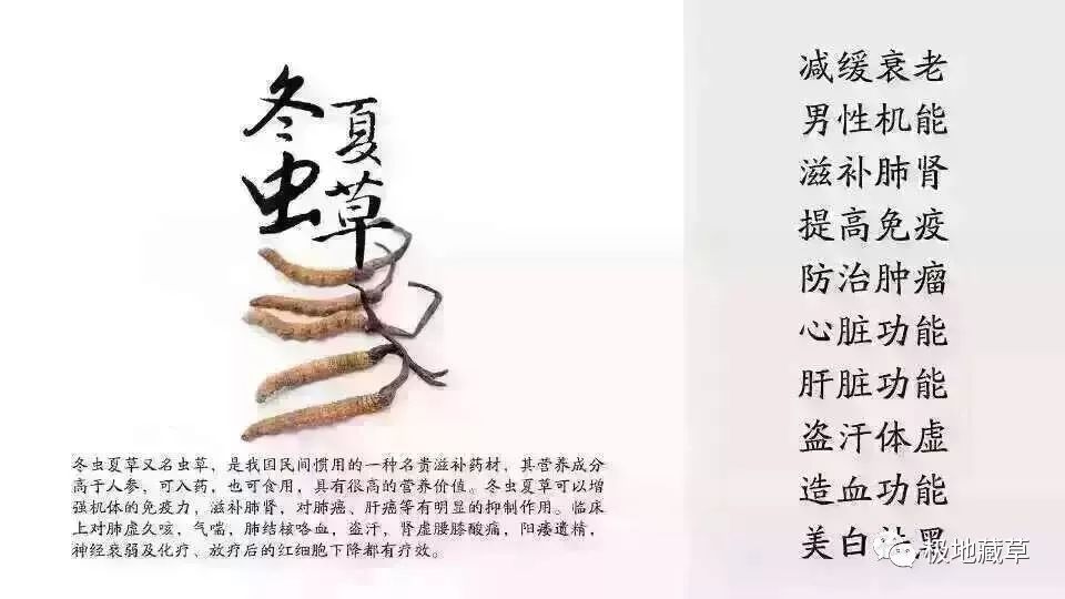 冬虫夏草在历代《本草》文献上都载明"味甘性平《中国药用真菌学》