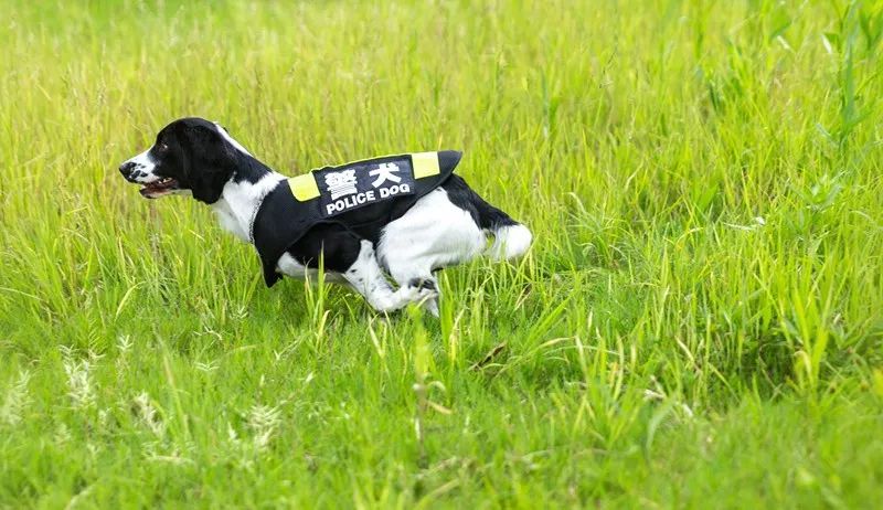 我最萌彭州警犬基地的资深训犬警员告诉彭彭"真正能够跟训导员一起'