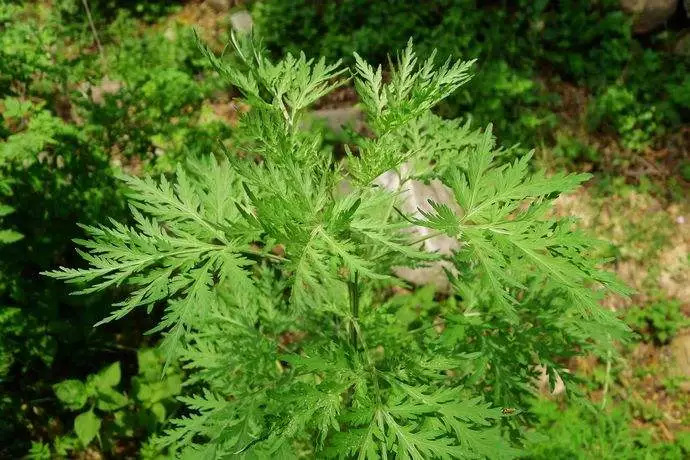 夏秋季的蒿属花粉过敏_植物