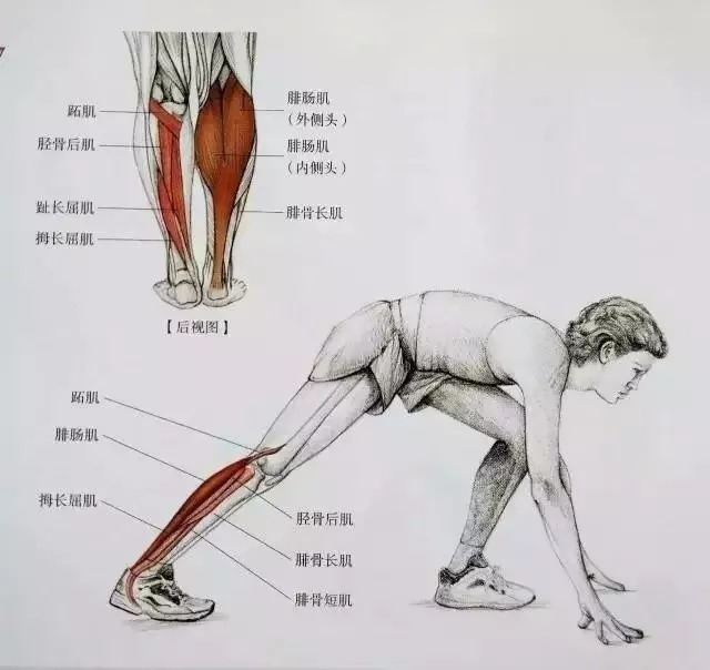 小腿粗的看过来:科学拉伸,全面放松小腿肌肉