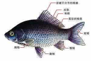 高中生靠解剖鲫鱼上北大清华?指导老师告诉你为什么?