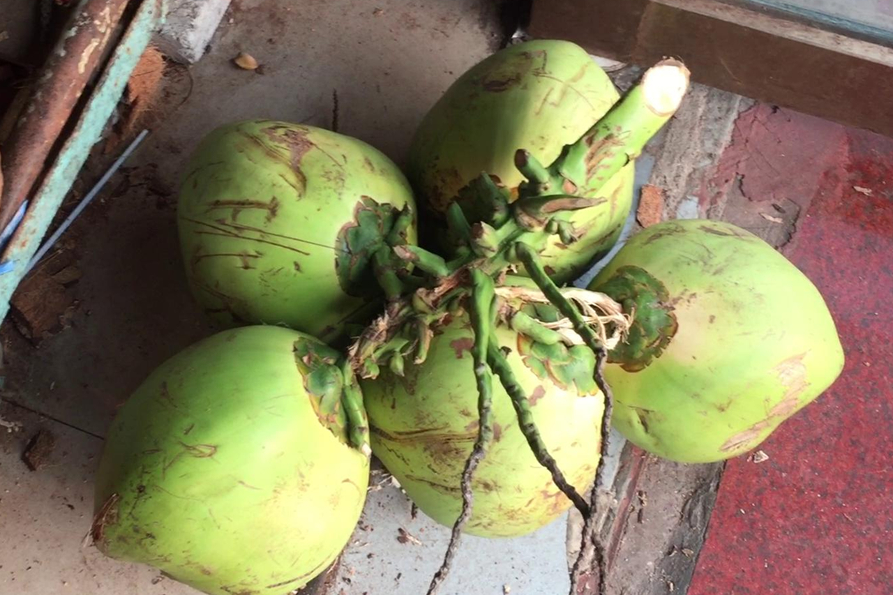 椰子品种有哪些，海南常见的几种椰子-花仙子网