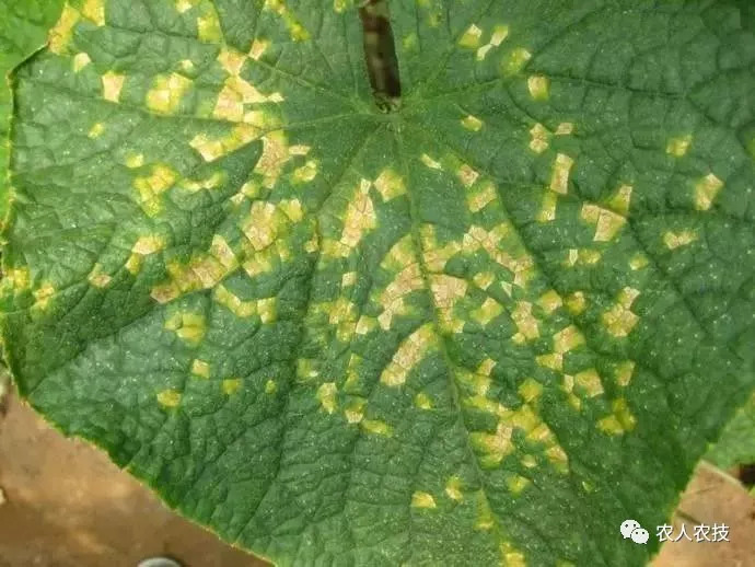 植物病害的理论性知识(干货)