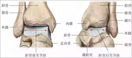 脚踝关节损伤的检查方法和康复训练运动推荐!