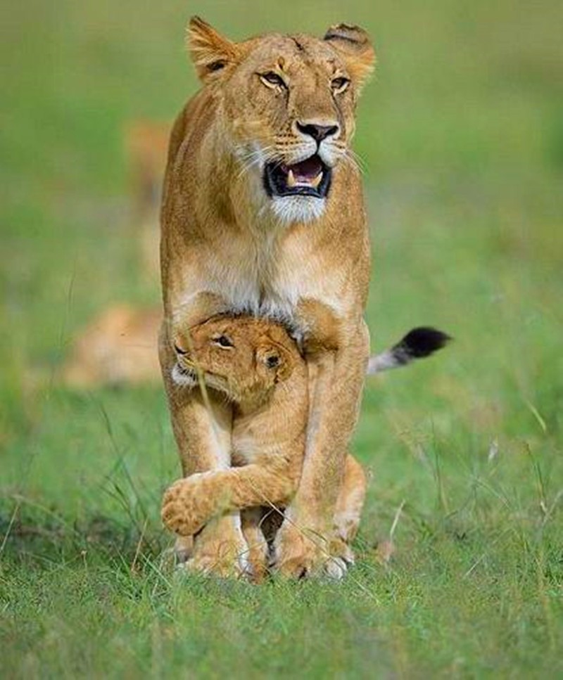 母狮察觉危险把幼崽护在身下,小狮子一脸抗拒,挣扎着不配合