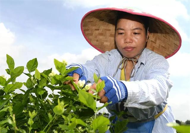 市场|茉莉花全面上市,产量,价格双丰收_犍为县