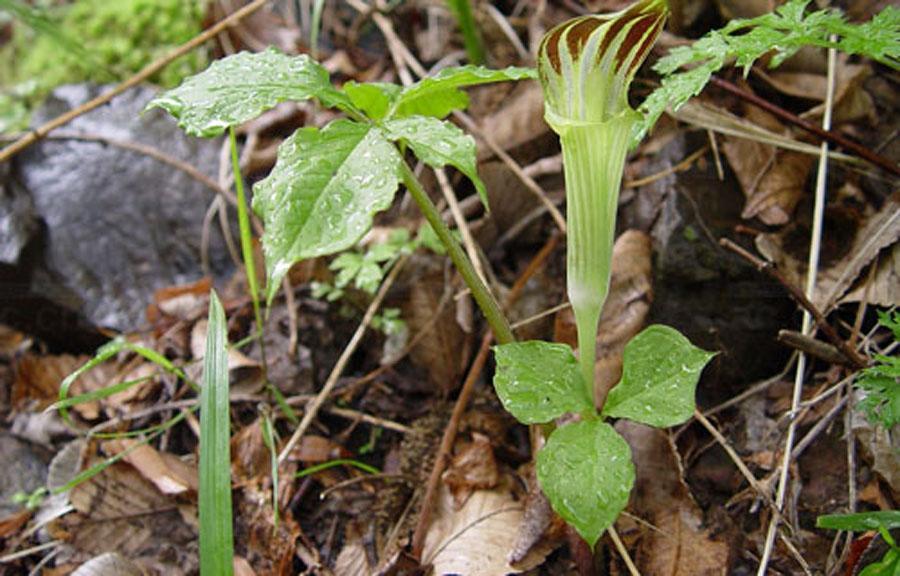 东北最特有野生植物,人称"东北天南星,只有老一辈人才认识它