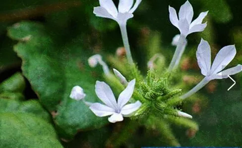 白花丹真的有毒吗?