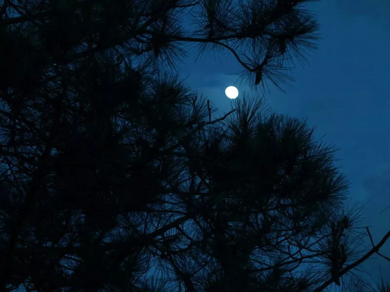 蒙曼唐诗鉴赏杜甫月夜忆舍弟