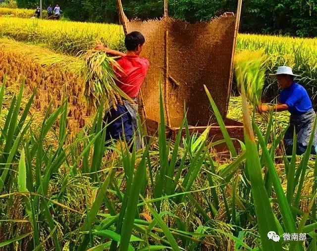 南部人一波关于农村打谷子的回忆你还记得吗