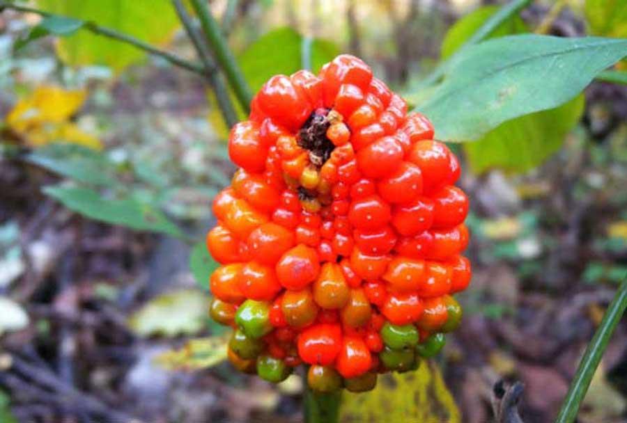 东北最特有野生植物,人称"东北天南星,只有老一辈人才认识它