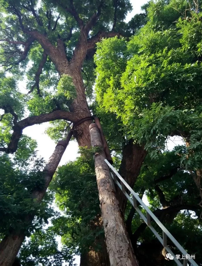 已有1400年树龄的许家台镇许家台村的"九龙槐",被誉为"华北第一槐",也