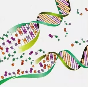 少年科学粉每日一题丨胰岛素生长激素原来这些药物都是用基因工程技术