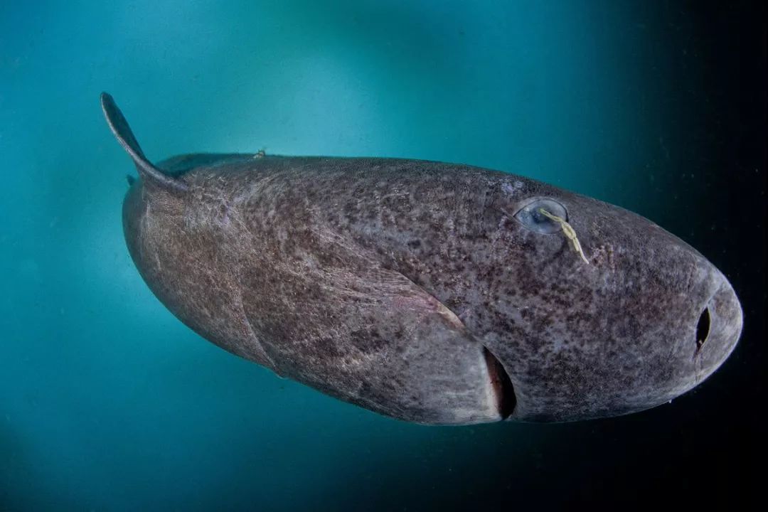 这种鲨鱼可以活到500多岁它的肉有毒喜欢生活在冷水里潜水员甚至还想
