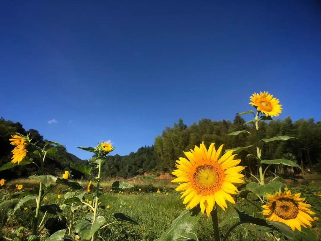 德兴市秀美乡村建设简报18年8月22日第五十九期 向日葵