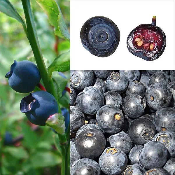 并且需要注意的是,欧洲越橘在被称为【bilberry】,bilberry其实就是