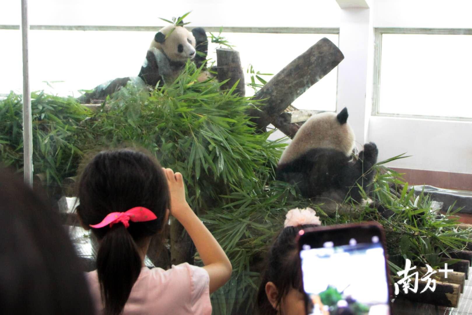 广州动物园两只大熊猫生日会好温馨