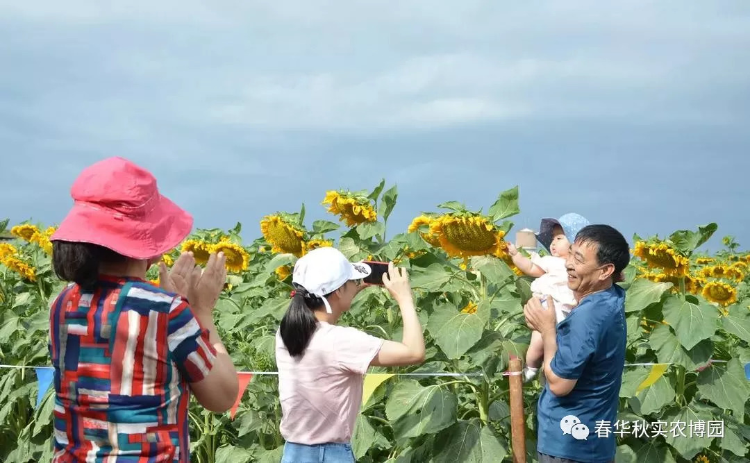 向阳花开因你而来洛阳惊现向日葵花海