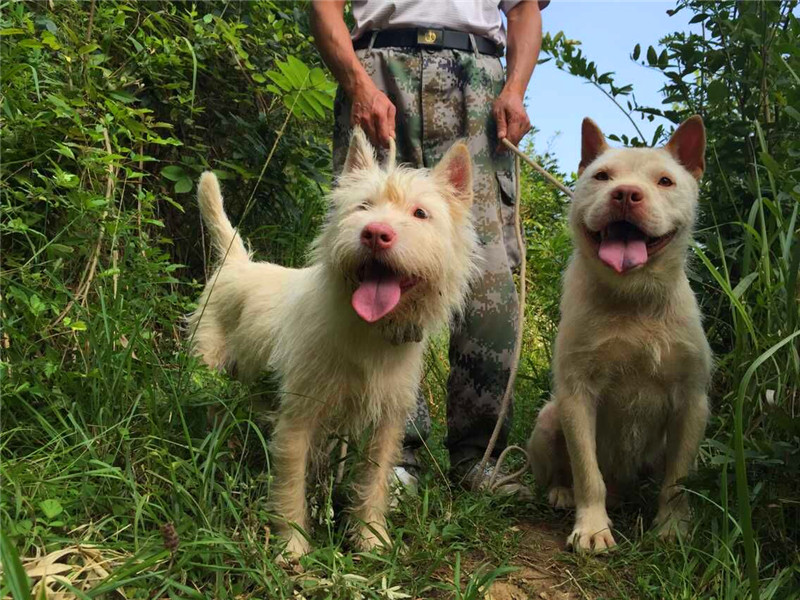 直击中国土生土长的9大凶犬