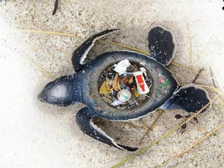 海洋有些动物死亡腐烂后留下一肚子难以分解的塑料