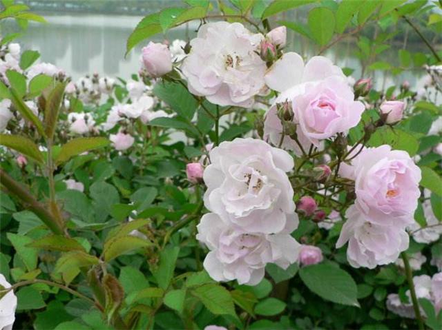 粉团蔷薇繁殖方式,一年长六米,花苞开成花墙!