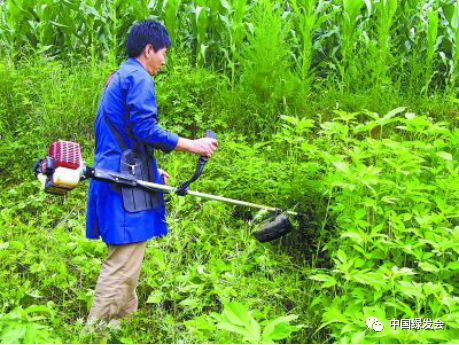 三裂叶豚草:你所不了解的"侵略性"