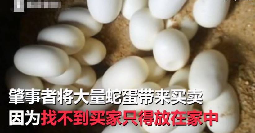 1千只小蛇"全面孵化"破蛋钻社区,民众惊慌忙抓