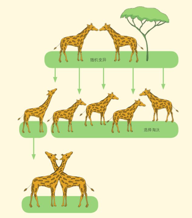 长颈鹿脖子的演化示意图