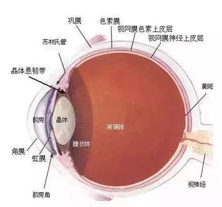 眼球结构图